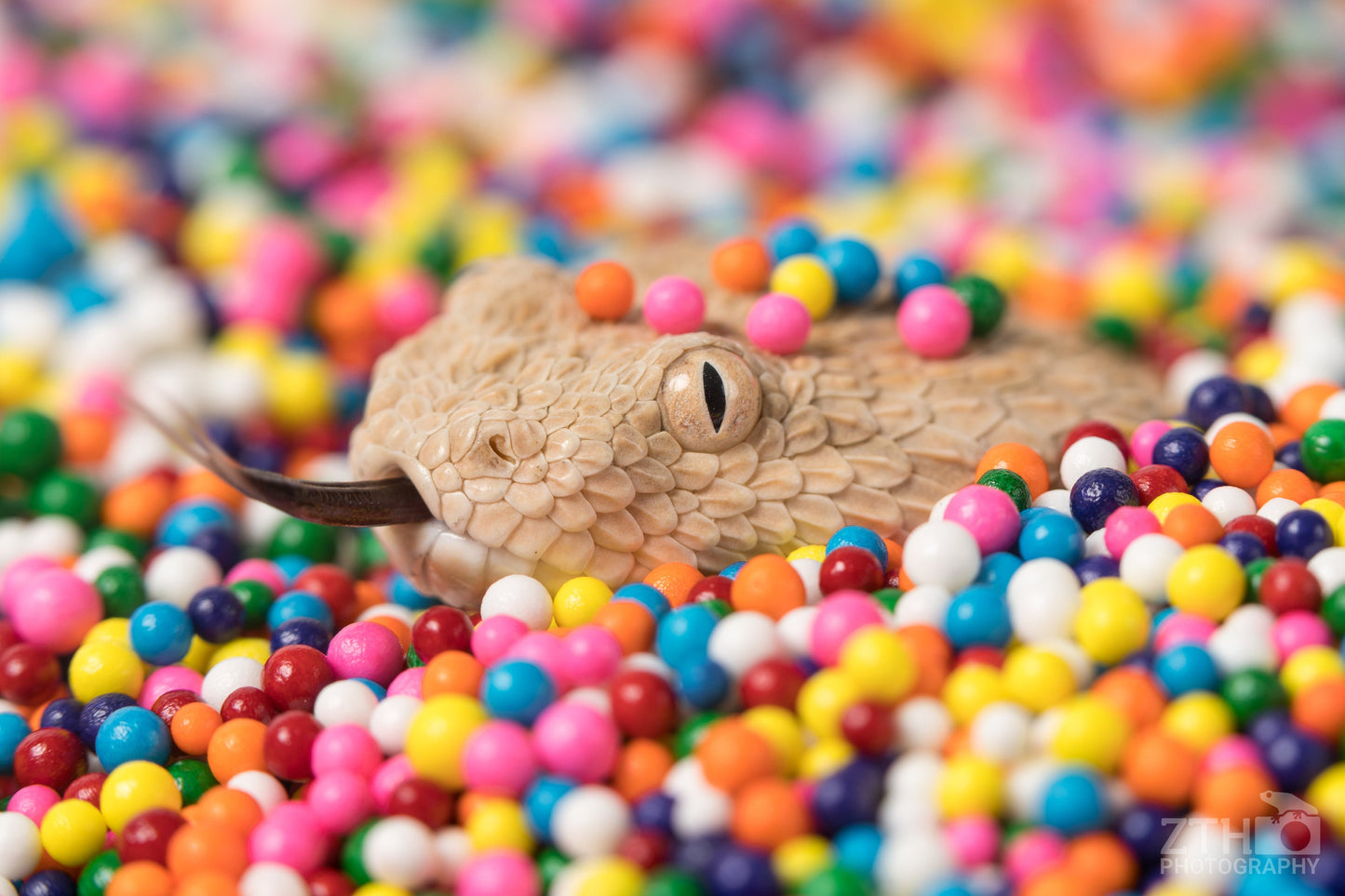 Snake Sprinkle 4