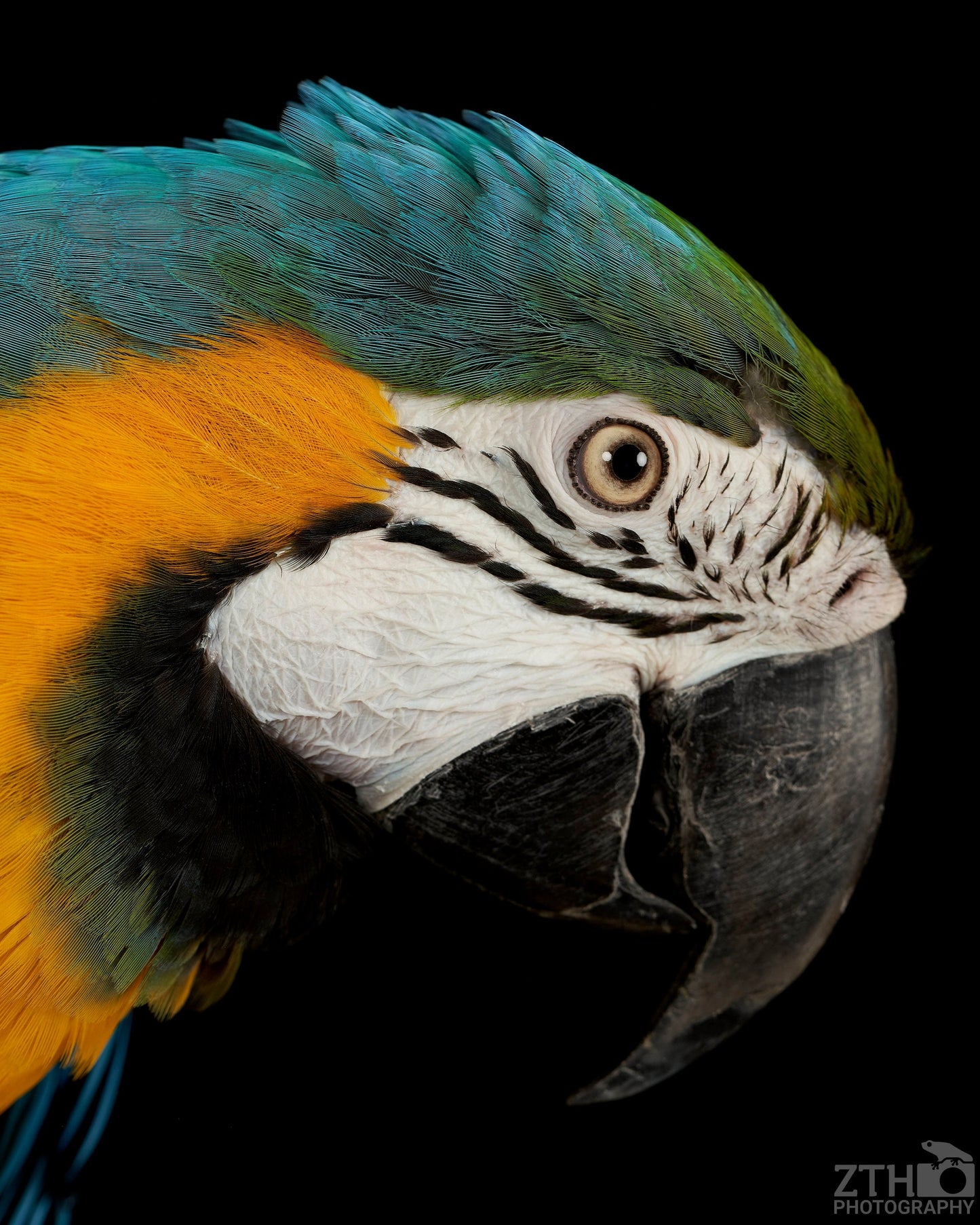 Blue and Gold Macaw