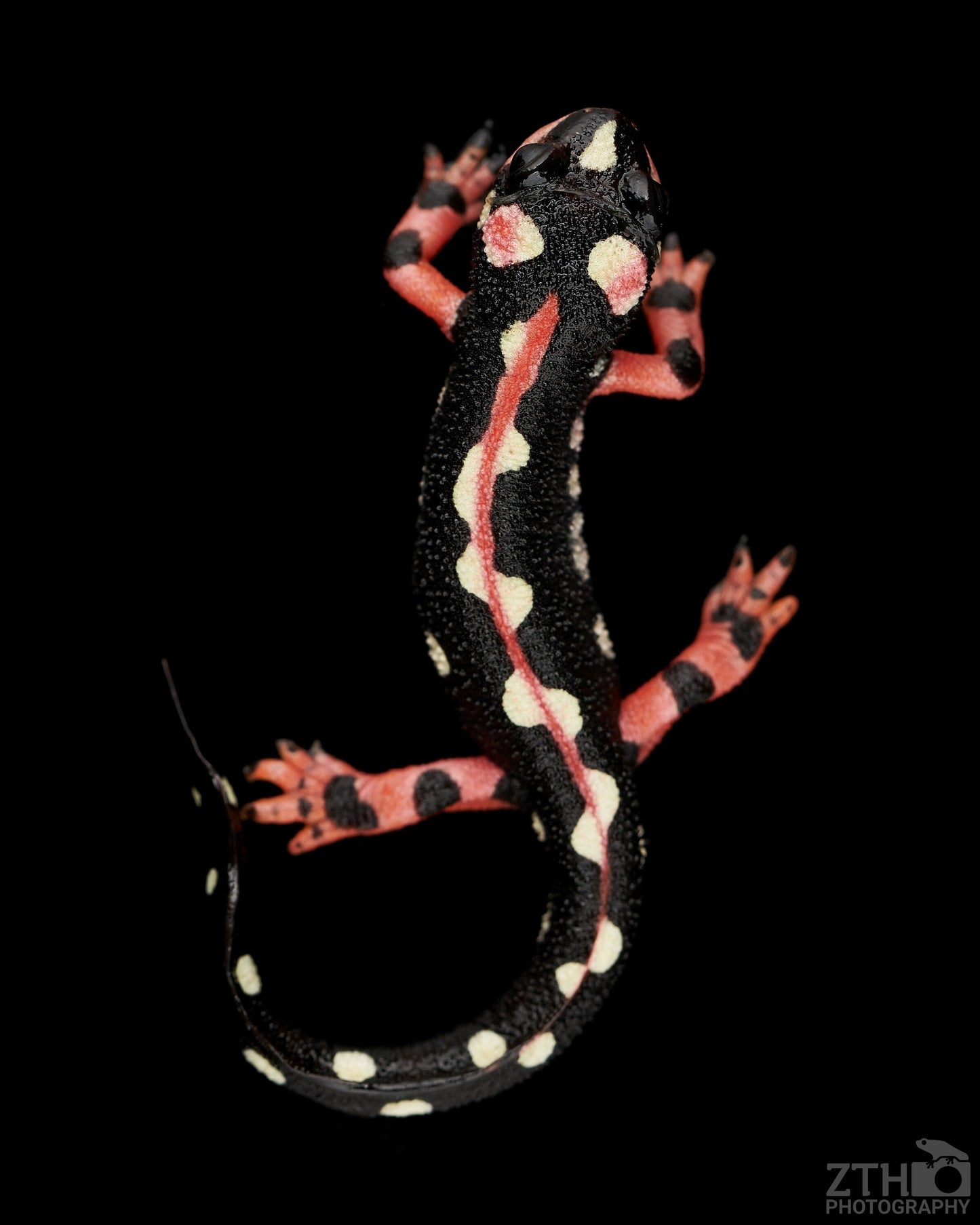 Kaiser Newt