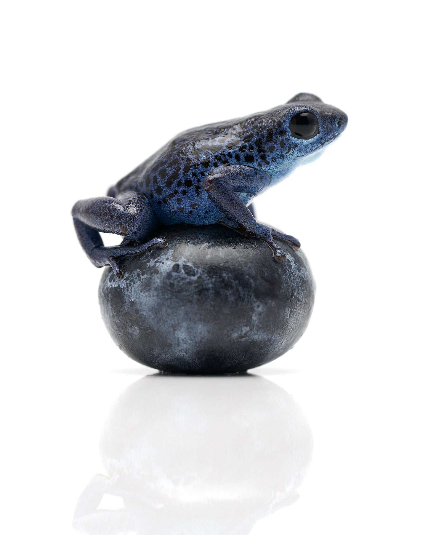 Oophaga pumilio 'Rio Colubre' on a blue berry 2