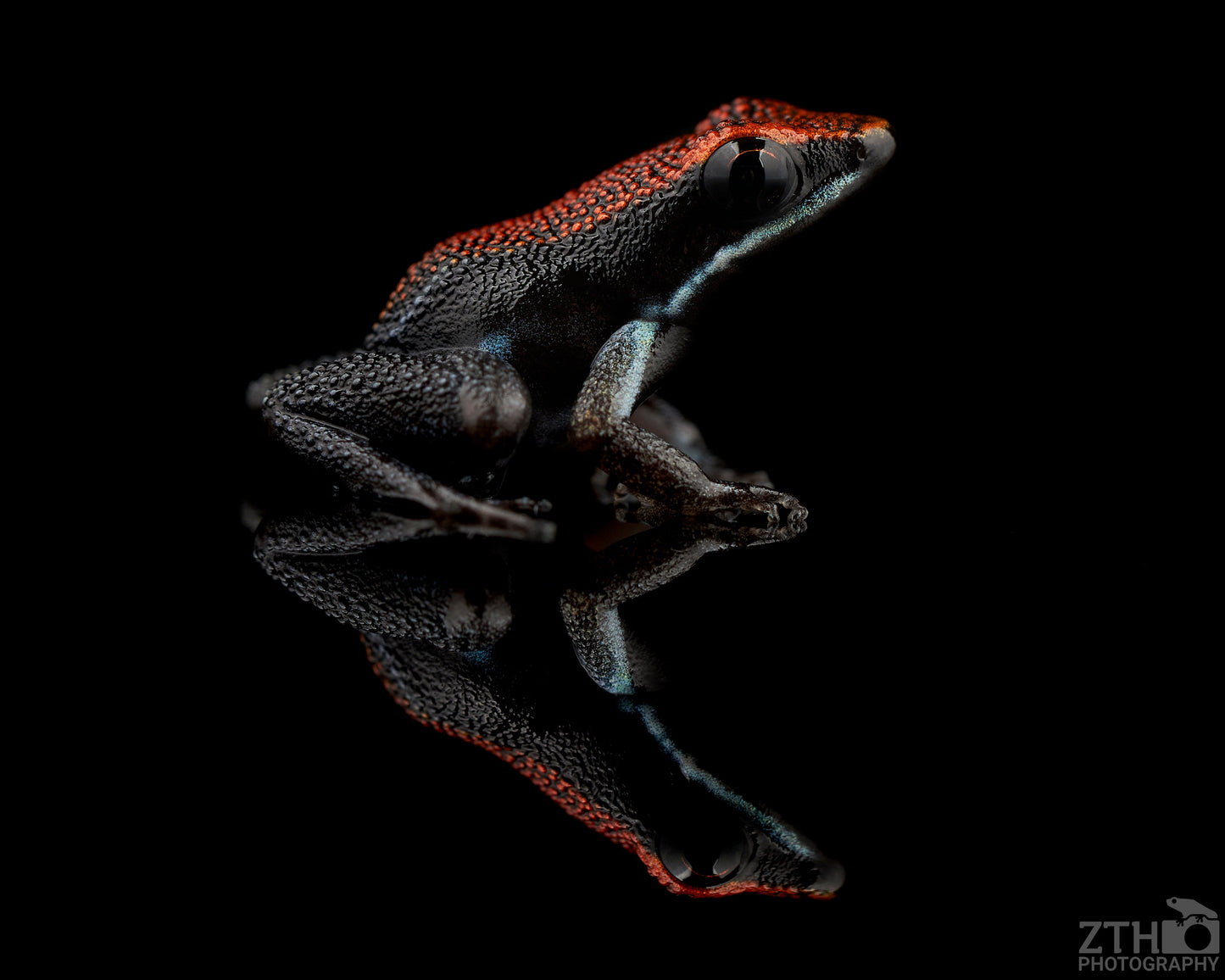 Adelphobates zapparo