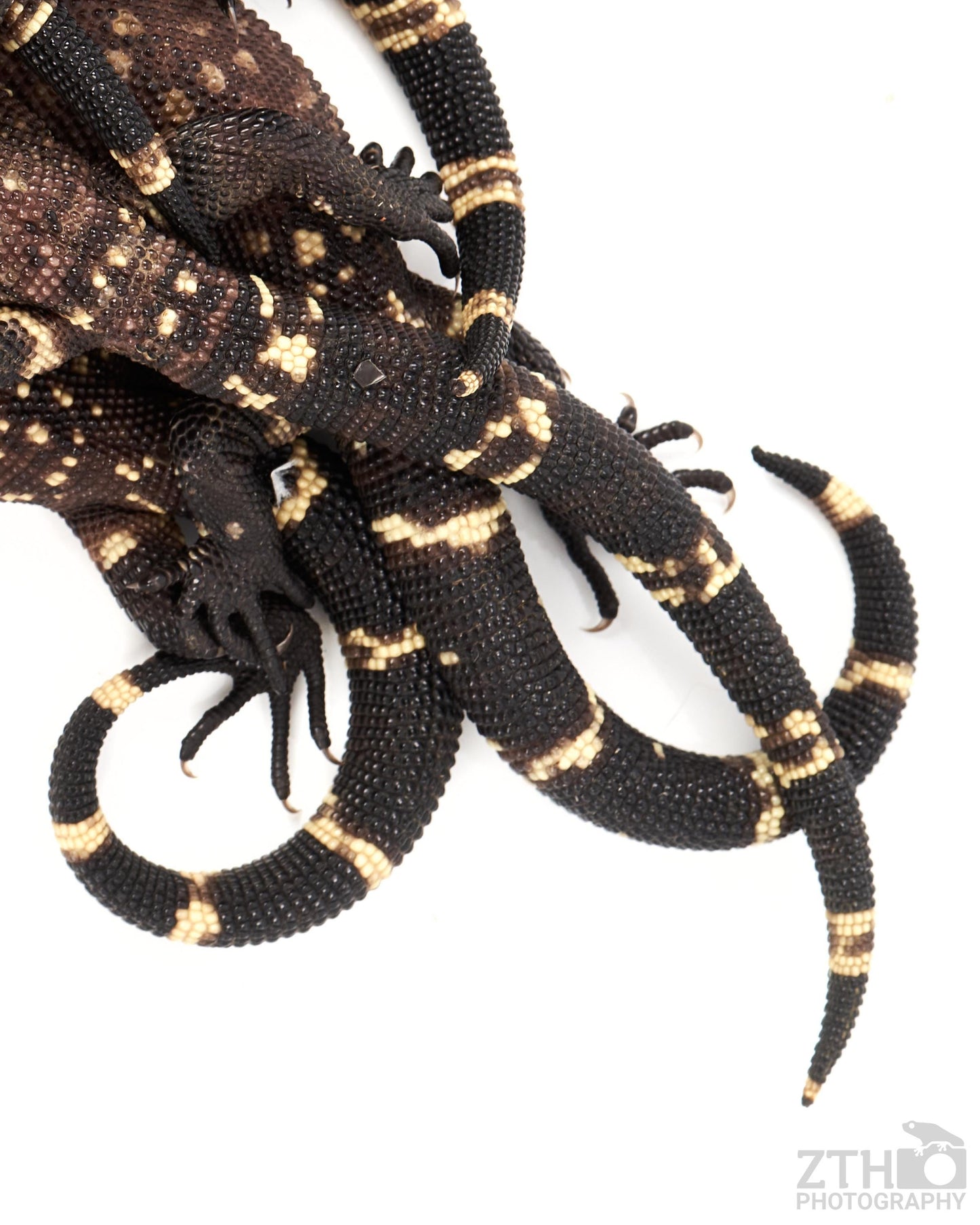 Beaded Lizard Tails