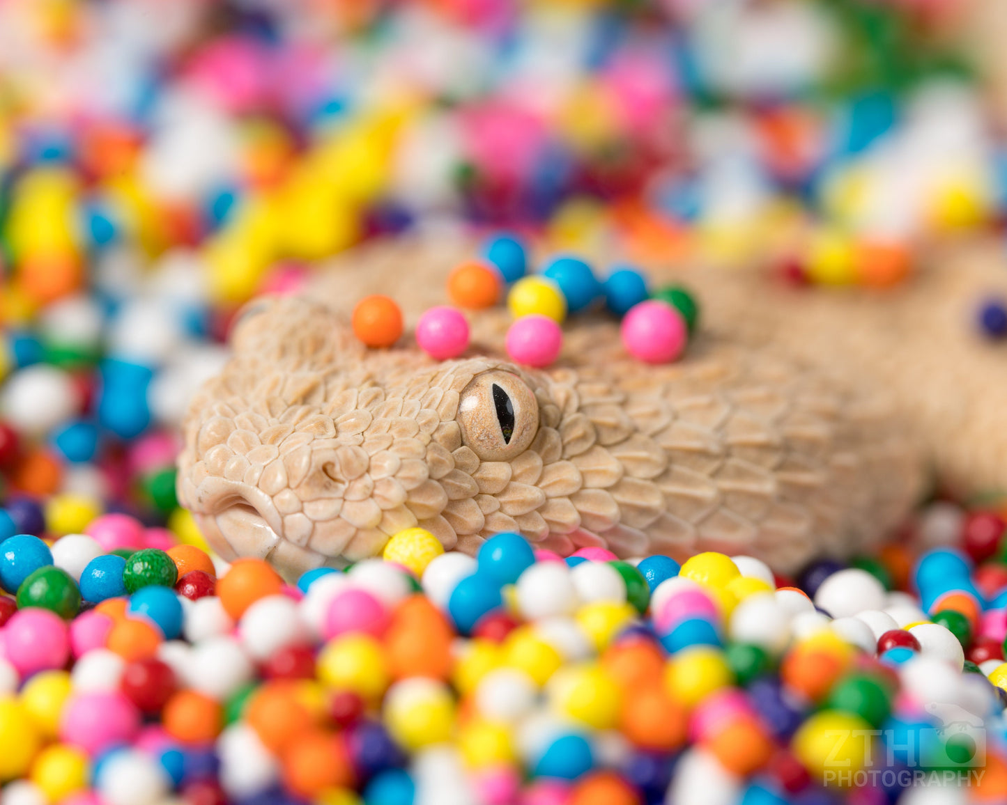 Snake Sprinkle 3