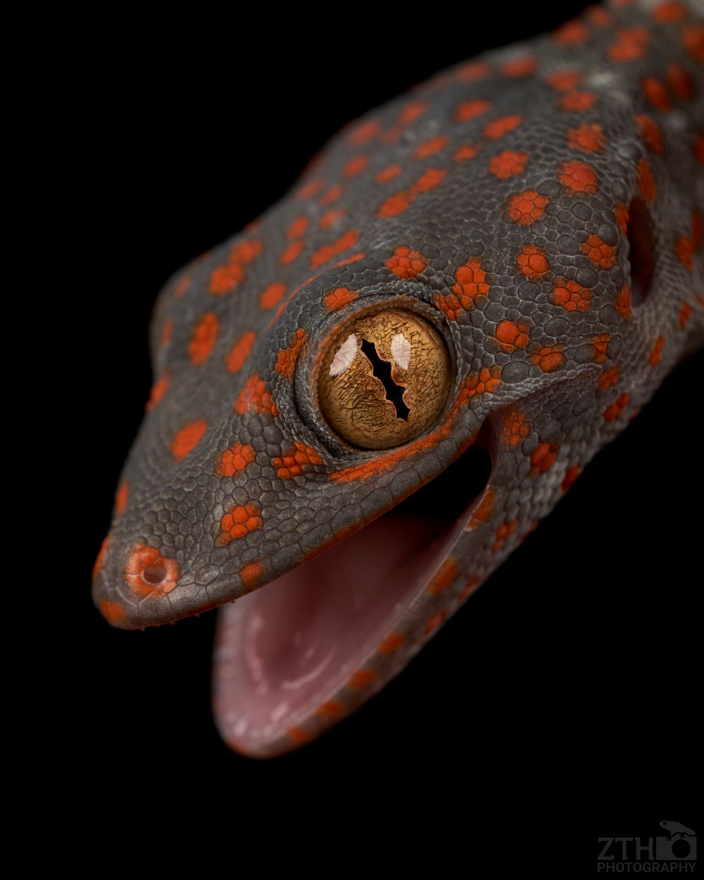 Baby Tokay Gecko