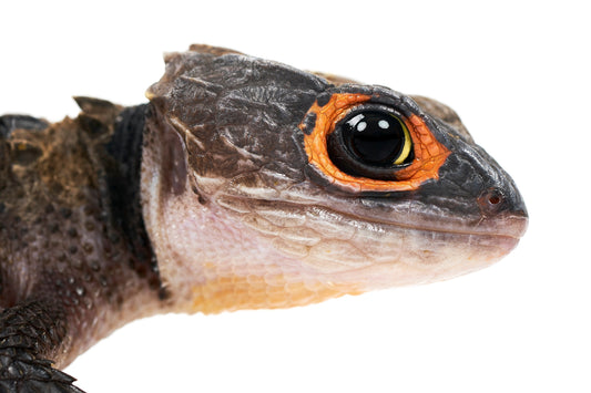 Crocodile Skink