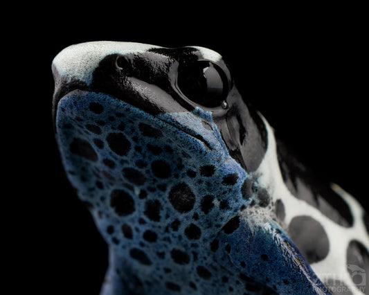 Dendrobates Oyapock