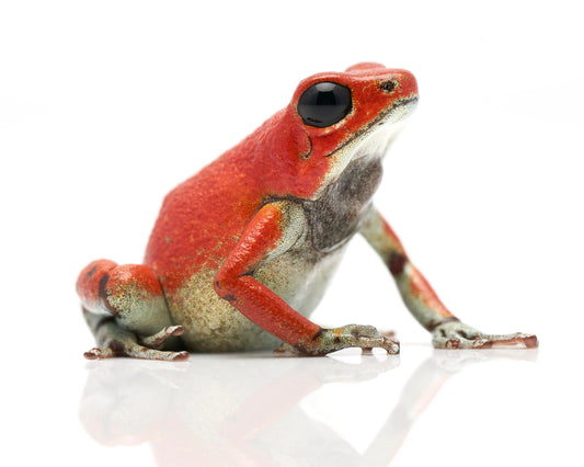 Oophaga pumilio