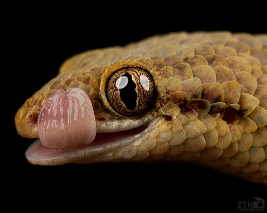 Fish scale gecko