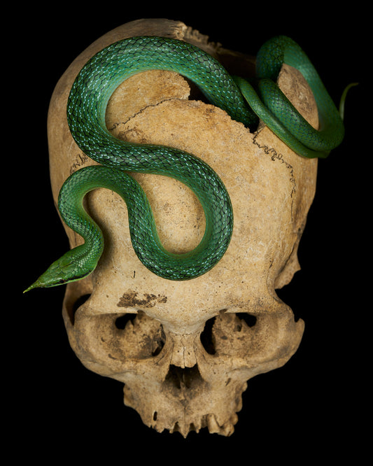 Rhino Rat Snake
