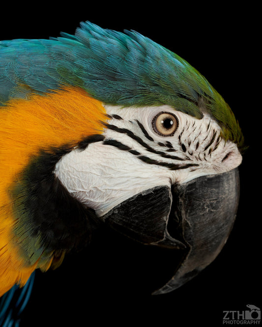 Blue and Gold Macaw