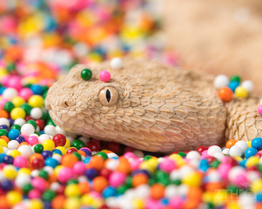 Snake Sprinkle 1