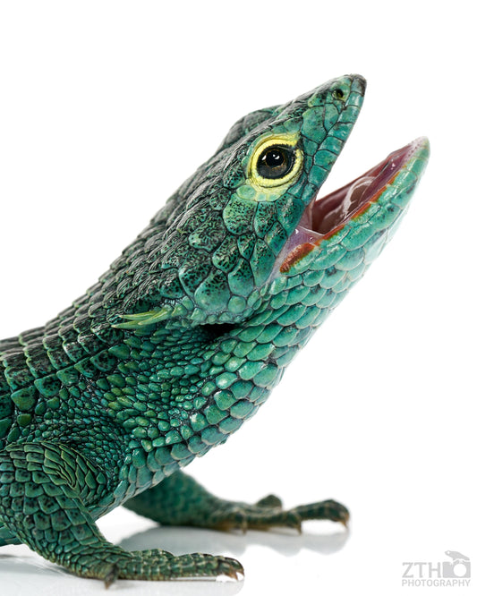 Abronia