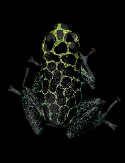 Ranitomeya imitator