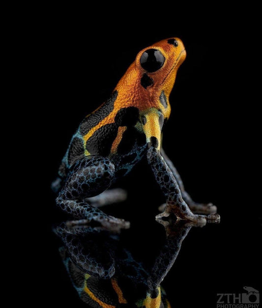 Ranitomeya