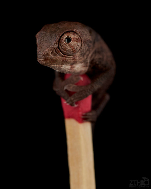 Baby Panther Chameleon