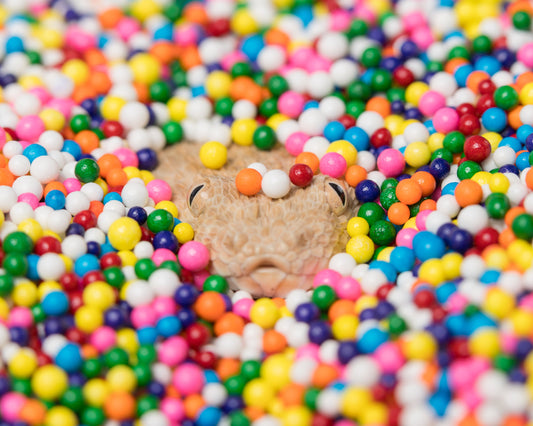 Snake Sprinkle 2