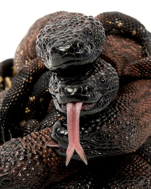 Beaded Lizards 2