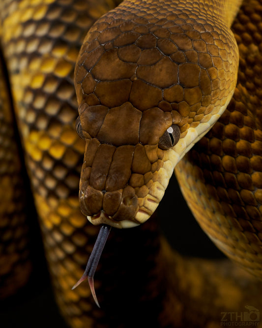 Scrub Python 2