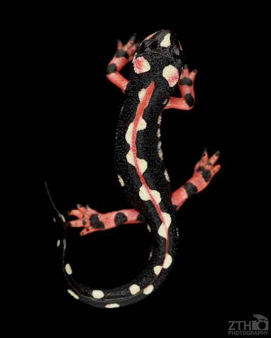 Kaiser Newt