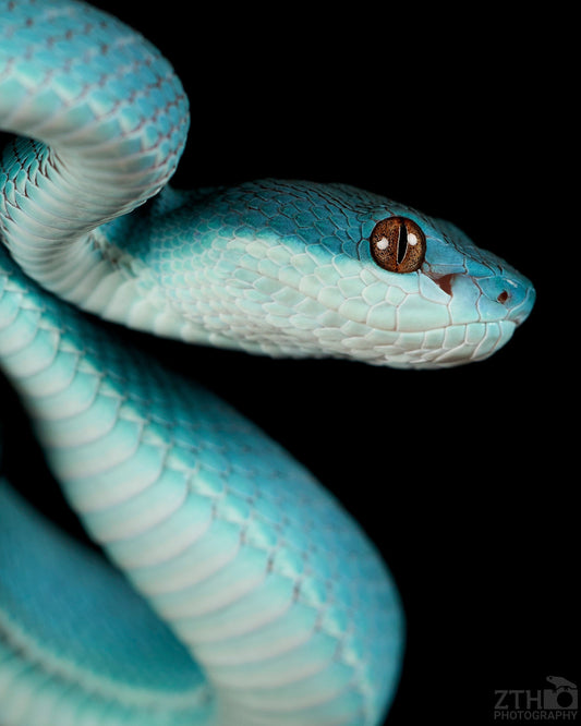 Blue Insularis