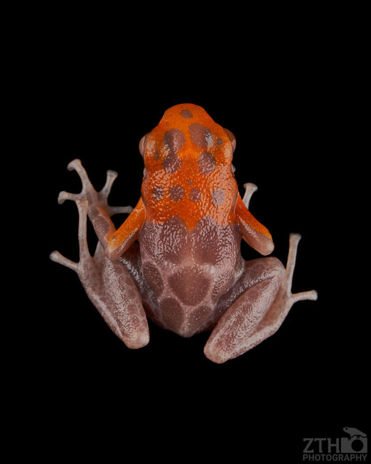 Albino Ranitomeya
