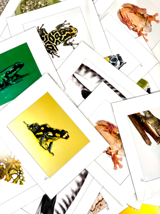 Print Bundle