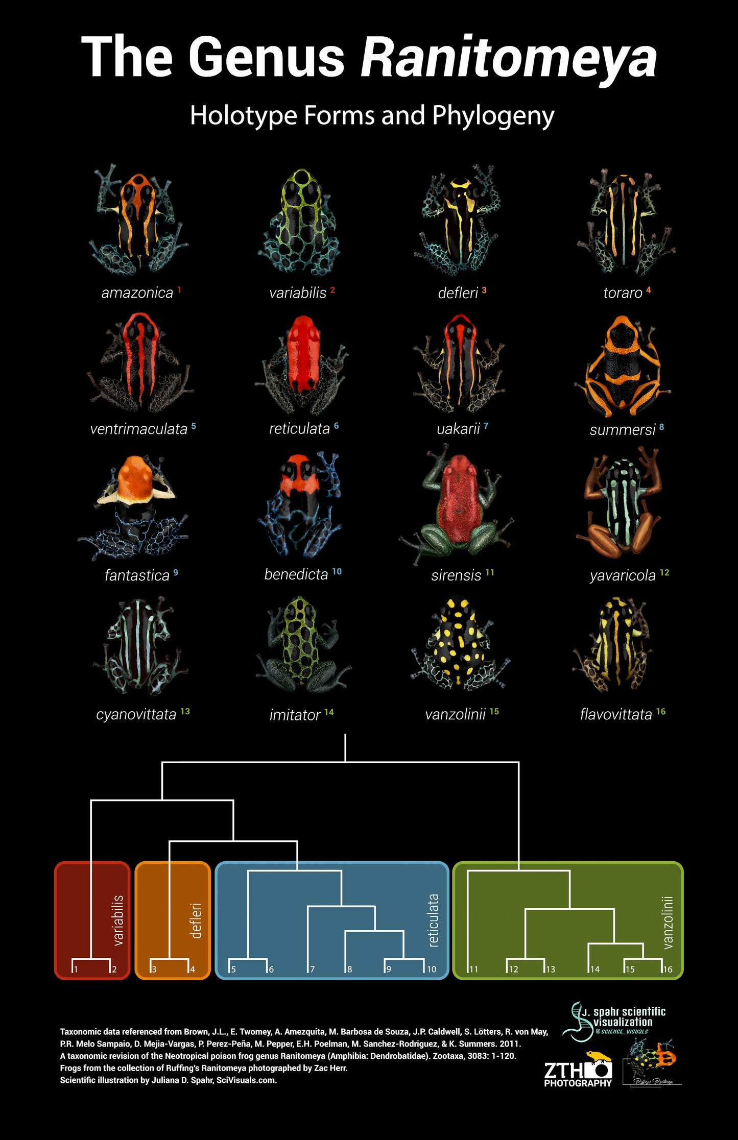 The Genus Ranitomeya