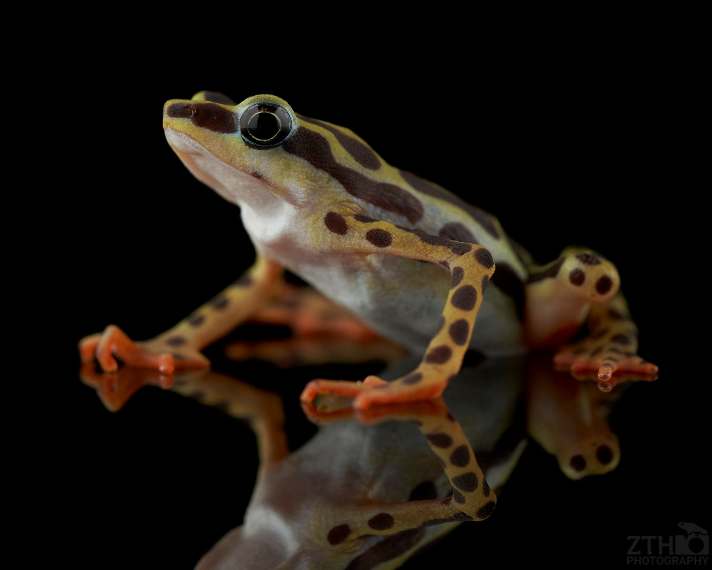 Atelopus balios