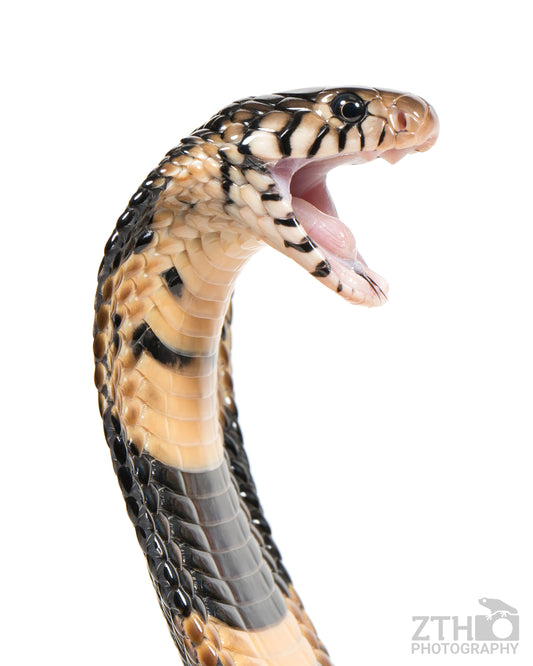Forest Cobra