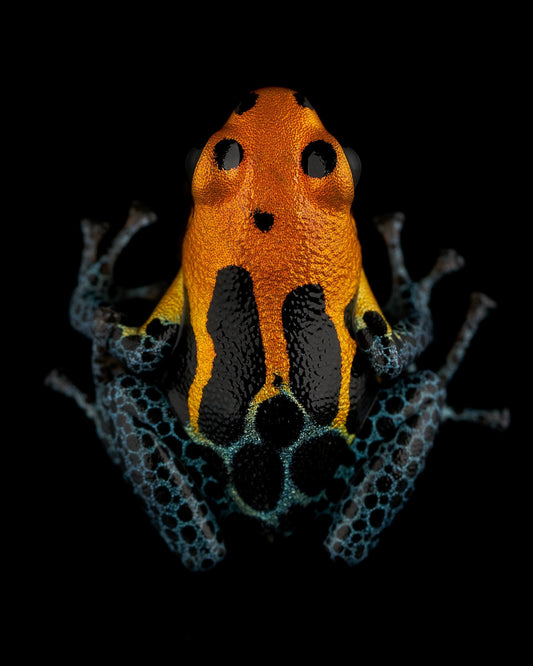 Ranitomeya Varadero