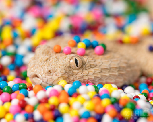 Snake Sprinkle 3